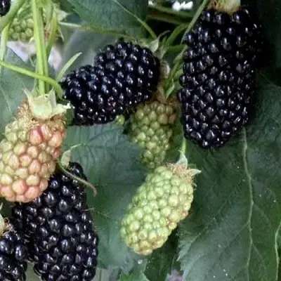 Ежевика ПРАЙМ АРК ФРИДОМ ремонтантная  в Фаниполе