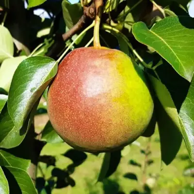 Груша КУПАЛА в Фаниполе