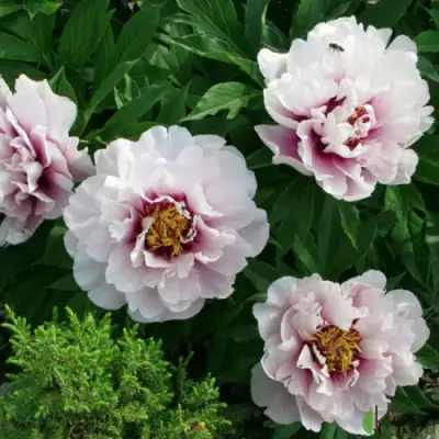 Пион КОРА ЛУИЗА ито-гибрид в Фаниполе