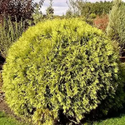 Туя ГЛОБОЗА АУРЕА западная в Фаниполе