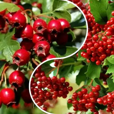 Комплект БУДЬ ЗДОРОВ в Фаниполе