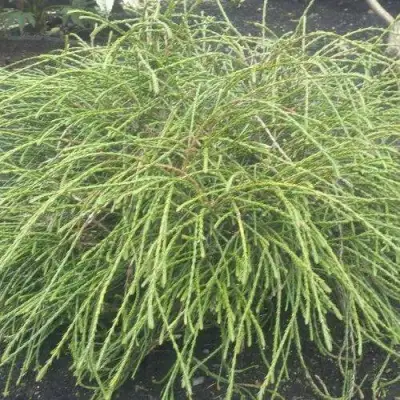 Туя ФИЛИФОРМИС   в Фаниполе