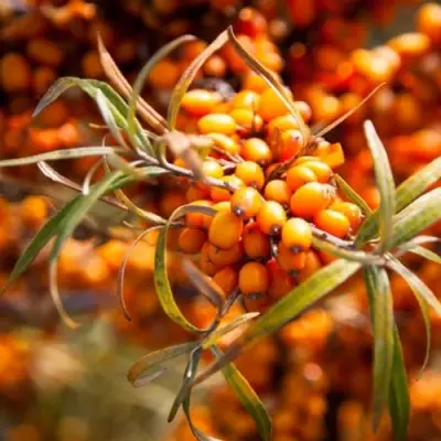 Облепиха ФИНСКАЯ в Фаниполе