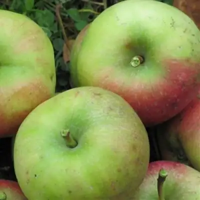 Яблоня ПАМЯТЬ СИКОРЫ в Фаниполе