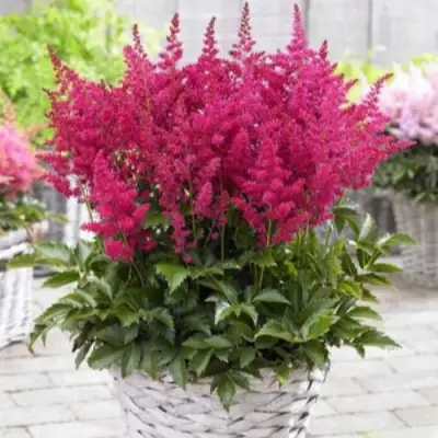 Астильба ЛАКИ ДЕЙ Арендса в Фаниполе