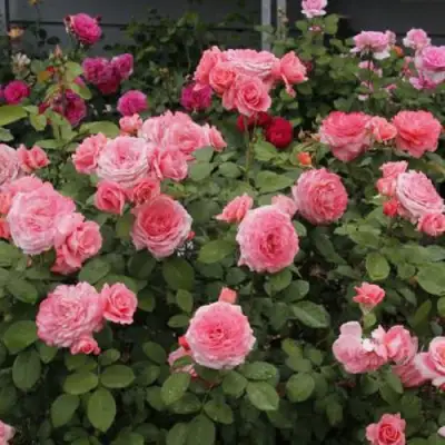 Роза ИНСТИТУТ ЛЮМЬЕР шраб в Фаниполе