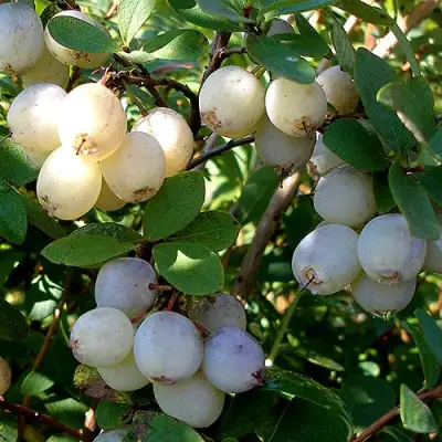 Голубика СНЕГУРОЧКА в Фаниполе