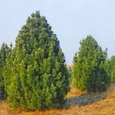 Сосна черная ПИРАМИДАЛИС в Фаниполе
