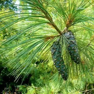 Сосна гриффита в Фаниполе