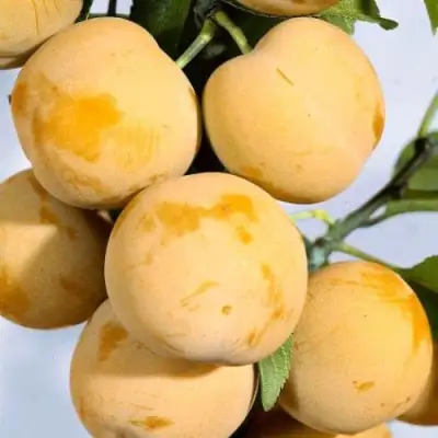 Слива РЕНКЛОД ранний в Фаниполе