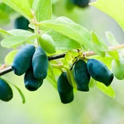 Жимолость съедобная АМФОРА в Фаниполе