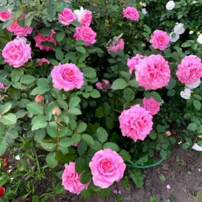 Роза ЭШЛИ чайно-гибридная в Фаниполе