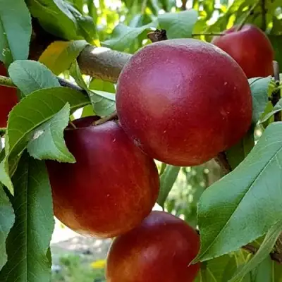 Нектарин ФАНТАЗИЯ в Фаниполе