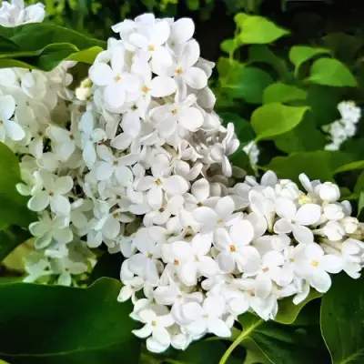 Сирень МАЛЕНЬКИЙ ПРИНЦ в Фаниполе