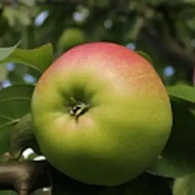 Яблоня СОКОЛОВСКОЕ стелющаяся в Фаниполе