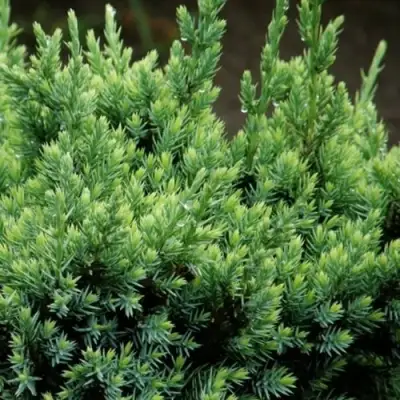 Можжевельник ХОЛГЕР чешуйчатый в Фаниполе