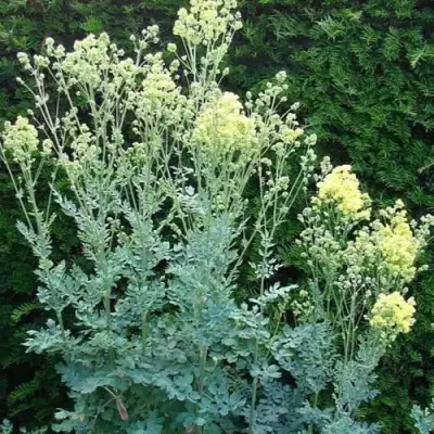 Василистник ГЛАУКУМ желтый в Фаниполе