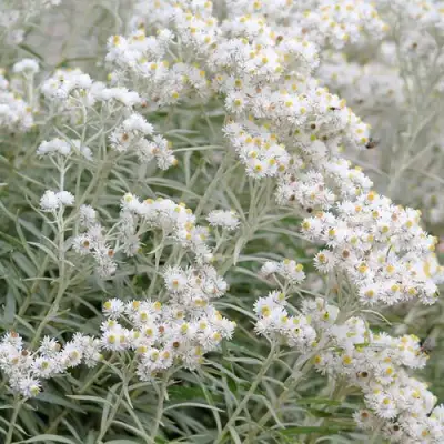 Анафалис ЖЕМЧУЖНЫЙ в Фаниполе