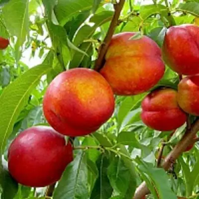 Нектарин ХАРБЛЕЙЗ в Фаниполе