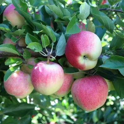 Яблоня ГРУШОВКА МОСКОВСКАЯ в Фаниполе