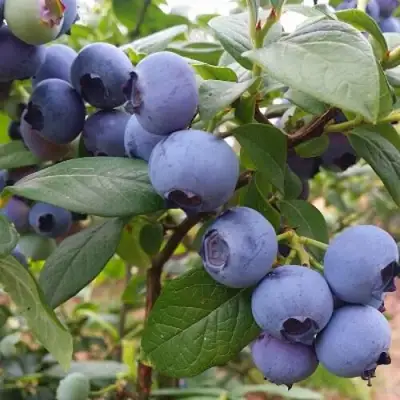 Голубика БЛЮГОЛД в Фаниполе