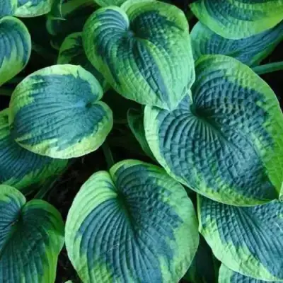 Хоста ТОКУДАМА ФЛАВОЦИРЦИНАЛИС гибридная в Фаниполе