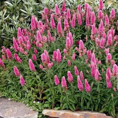 Вероника РОЗЕА колосковая в Фаниполе