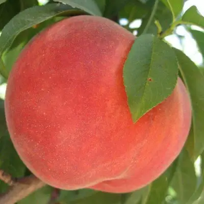 Персик МАЙСКИЙ ЦВЕТОК в Фаниполе