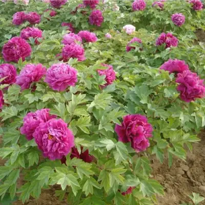 Пион КИТАЙСКИЙ ШЕЛК травянистый в Фаниполе