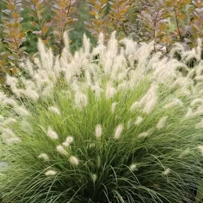 Пеннисетум ХАМЕЛН в Фаниполе