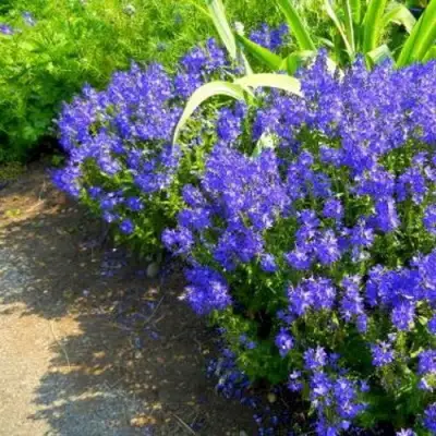 Вероника РОЯЛ БЛЮ большая в Фаниполе