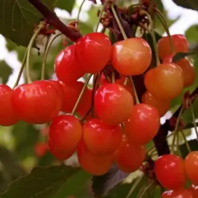 Черешня ДОНЧАНКА в Фаниполе