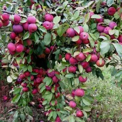 Яблоня ФЛОРИНА в Фаниполе