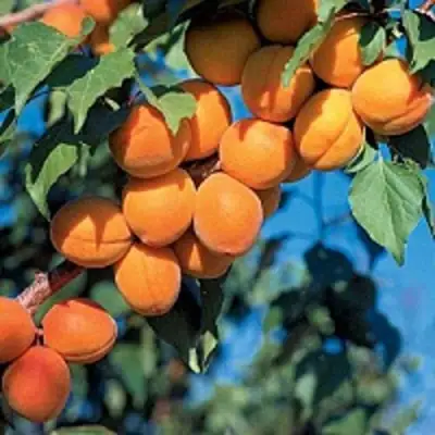 Абрикос ХАРКОТ в Фаниполе