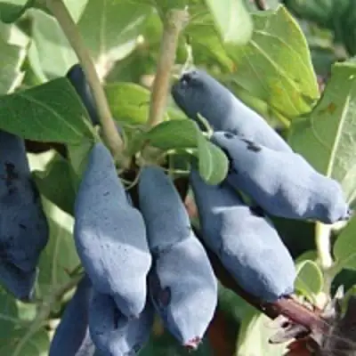 Жимолость съедобная НИМФА (ГАММА) в Фаниполе