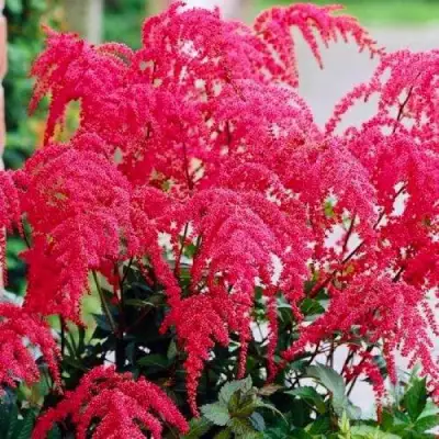 Астильба РЕД ЧАРМ Арендса в Фаниполе