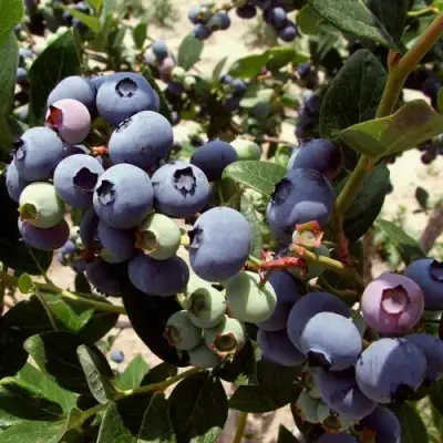 Голубика ЭЛИЗАБЕТ в Фаниполе