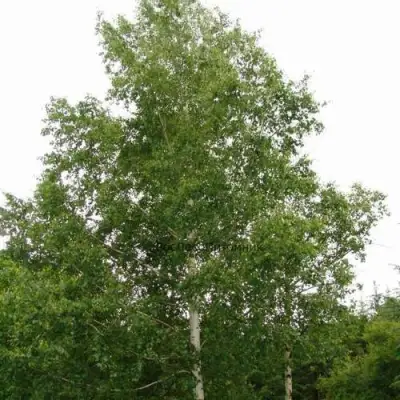 Береза бородавчатая в Фаниполе