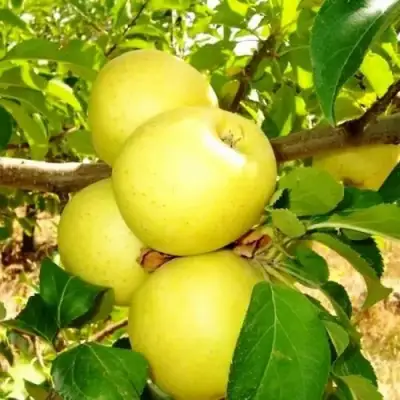Яблоня ГОЛДЕН ДЕЛИШЕС в Фаниполе