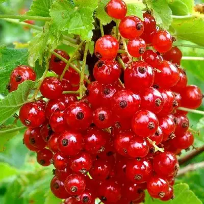 Смородина красная НЕНАГЛЯДНАЯ в Фаниполе