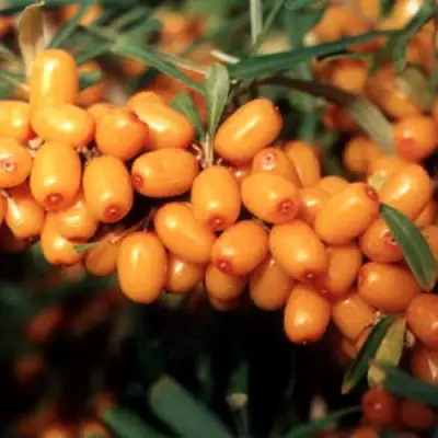 Облепиха ДАР МГУ в Фаниполе