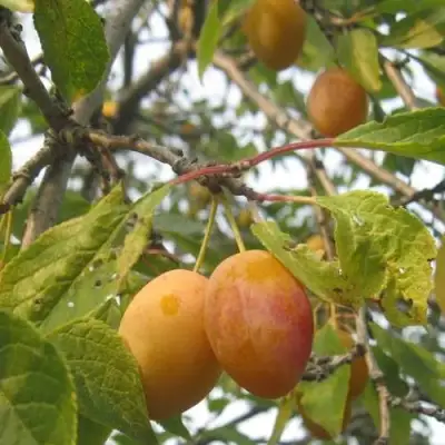 Слива НАТАША в Фаниполе