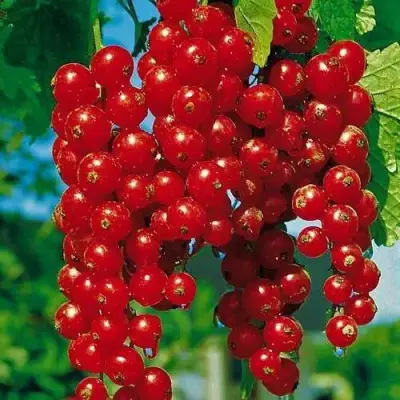 Смородина красная РОВАДА в Фаниполе