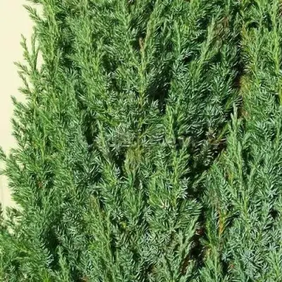 Можжевельник ХИБЕРНИКА обыкновенный  в Фаниполе