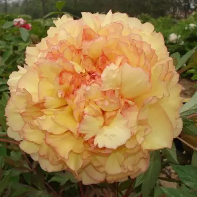 Пион ЗОЛОТАЯ РОССЫПЬ древовидный в Фаниполе