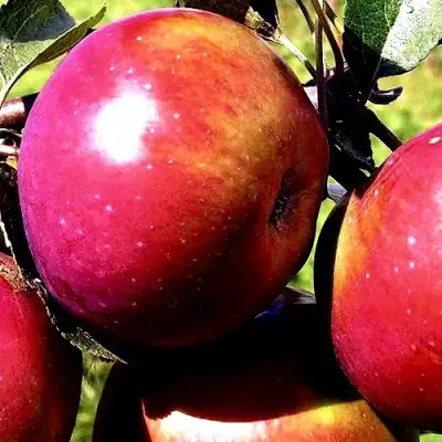 Яблоня ВЕСЯЛИНА в Фаниполе