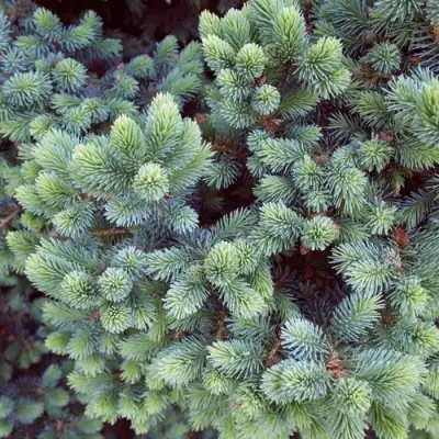 Ель ЭХИНИФОРМИС сизая в Фаниполе