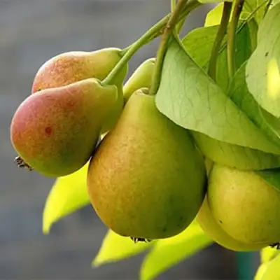 Груша СЕВЕРЯНКА в Фаниполе