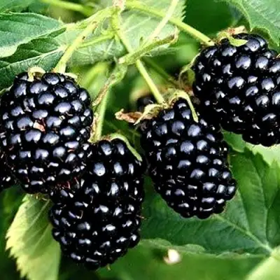 Ежевика ПРАЙМ АРК ТРЕВЕЛЕР ремонтантная  в Фаниполе