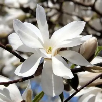 Магнолия ЛЕБНЕРА МЕРРИЛЛ в Фаниполе